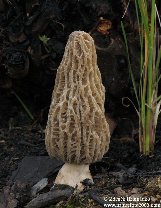 smrž pražský, Morchella pragensis (Houby, Fungi)